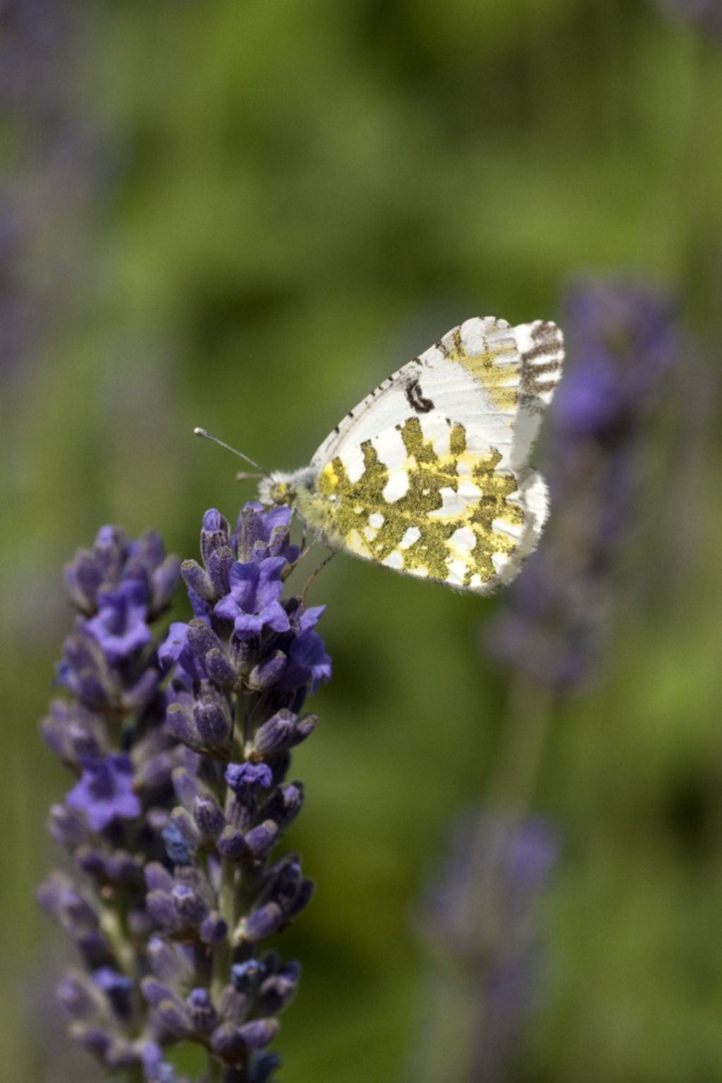 Anthocaris cardamines o Euchloe ausonia?